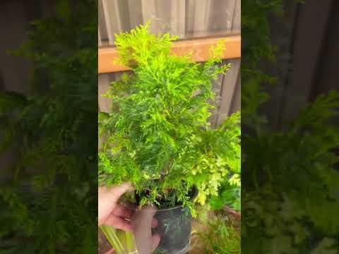 Ефективна обробка хвойних після дощів/ 100% результат #plants #garden