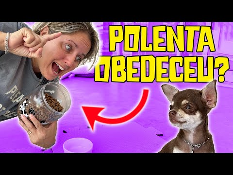 POLENTA JÁ ESTÁ 100% ADAPTADA E OBEDIENTE?