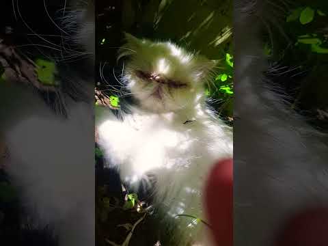 Inscreva-se e deixe o gato feliz