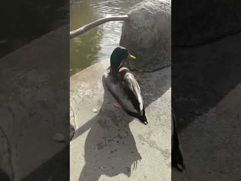 今日の動物|神戸どうぶつ王国の癒し時間 🐾 #KOBE #神戸