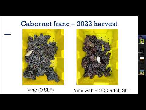 Research on the impact of feeding on grapevines and wine - SLF Summit