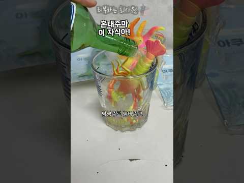 물만있으면10배이상 커지는 미국가제. #아쿠아퐁 #물 #키우기