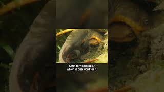 Watch Newts' Bodies Transform for a Mating Frenzy | #DeepLook #Shorts