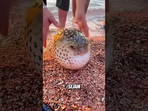 NUNCA coma esse peixe! #curiosidades #shorts #fyp #animal #mundoselvagem