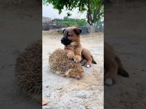 When a dog meets a little thorn, the cute pet debut plan, dog l Golden Sun original