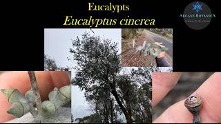 Eucalyptus ID: Eucalyptus cinerea (Argyle Apple)