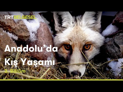 Anadolu'da Kış Yaşamı | 3. Bölüm | TRT Belgesel