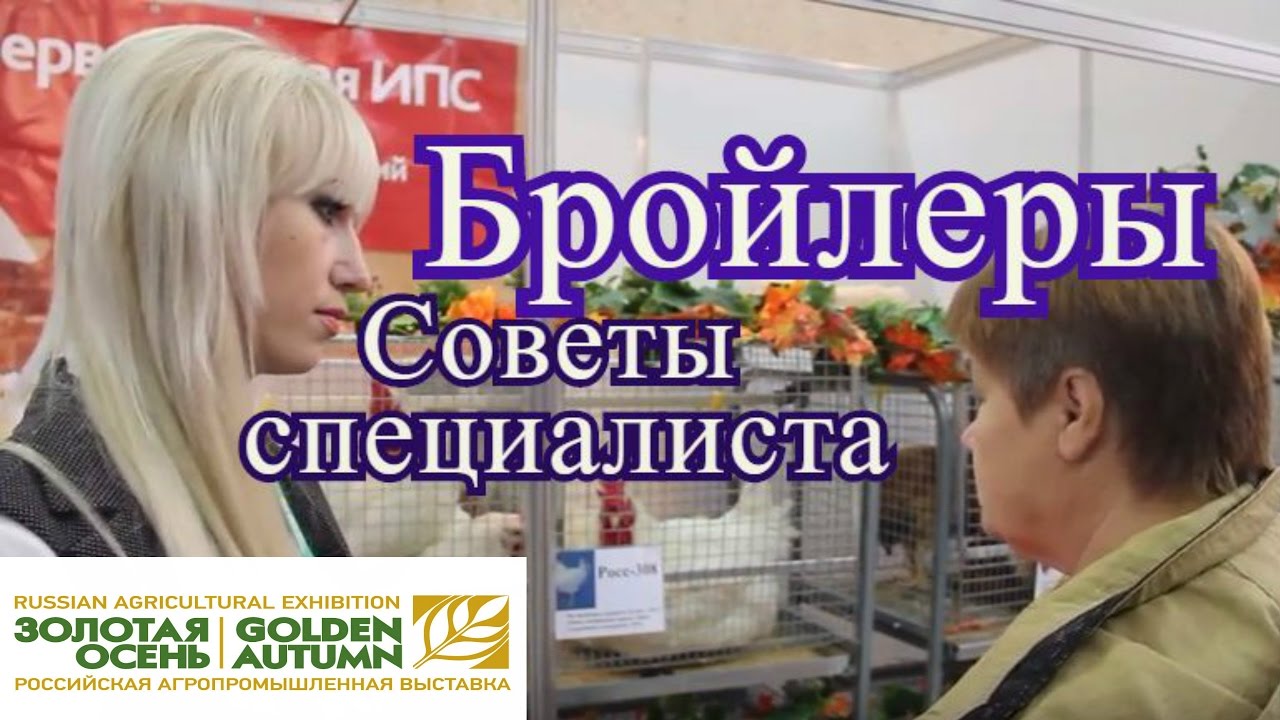 Куры бройлеры. Советы по разведению с Выставки Золотая Осень 2016.