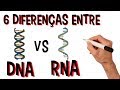 Bases Nitrogenadas e Estruturas do RNA e DNA