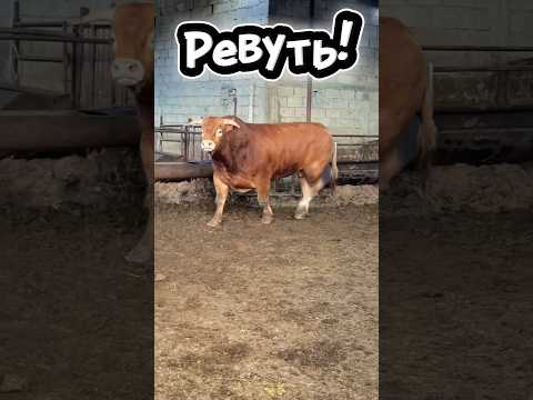 Коли бики починають ревіти — навіть земля здригається! 🐂🔥#Бики #Бик #Bull #Bulls #РевБика #Тварини