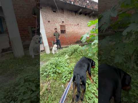 Max Arrives and Bella’s Happiness Explodes 💥 #ViralShorts #Rottweiler #DogLove #TrendingShorts