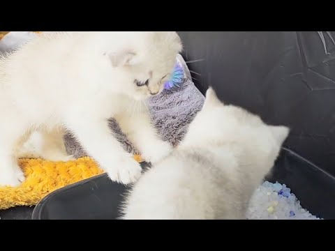 Sister teaches brother to use adult toilet and eat dry food