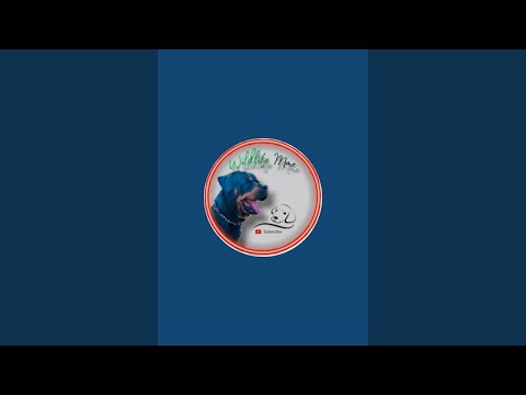 Rottweiler Reaction 😱 #rottweiler #shorts #doglover #pets