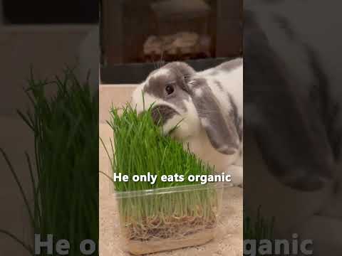 Rabbits are like lawn mower