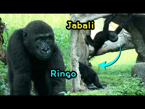 台北市立動物園のゴリラたちが披露する面白動作と観客の反応 サムネイル