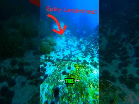The Ocean's Living Landmines 🦔