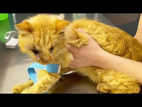 Old Blind Cat Rescued from Busy Street and Now Battling Chronic Kidney Disease