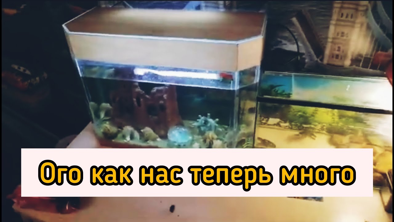Бриллиантовый попугай. Переезд к новому месту жительства