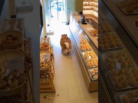 뚱뚱한 시바, 빵집에 돌진!