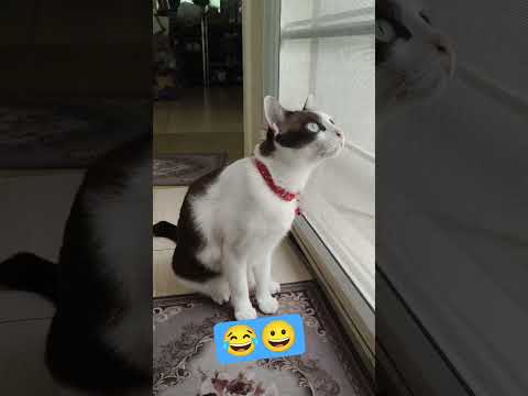 #ขำๆ #ตลก #คลายเครียด #เด็ดยอดกฐินโดนจับเลย😀