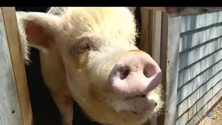 North Mountain Animal Sanctuary on CTV News at Five Atlantic, Tuesday, May 15, 2018