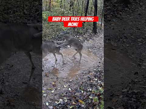 Injured Mother Deer Starts Acting Strange — Baby Deer Tries to Save Her 🦌💔 | Must Watch #shorts