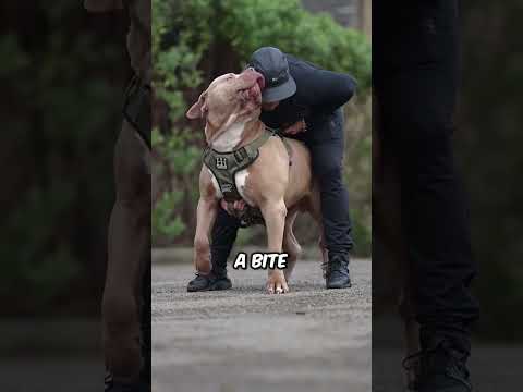 Top 3 most dangerous dogs in the world