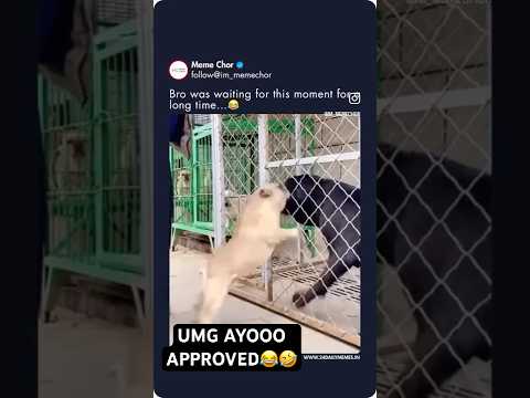 He waited all his life for this moment ๐คฃ๐ #funny #laughing #lol #laugh #hilarious #lol #viralvideo