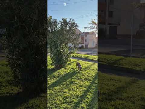 Southern Lapwing Bird Dive Bombs Pitbull and Pecks It to Defend Nest