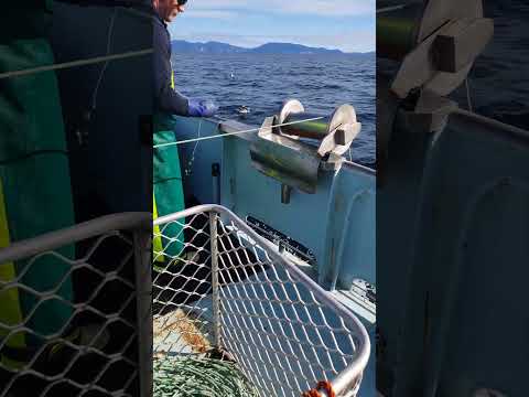 (unclipping shark hooks) #pescado#fishing#boat #sea#fishingboat #fishingship#sharkfishing#tasmania