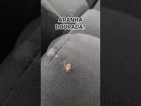 Aranha dourada🕷? #golden #spider #arachnid