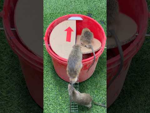 Best home mouse trap/easy mouse trap #rat #mousetrap #rattrap