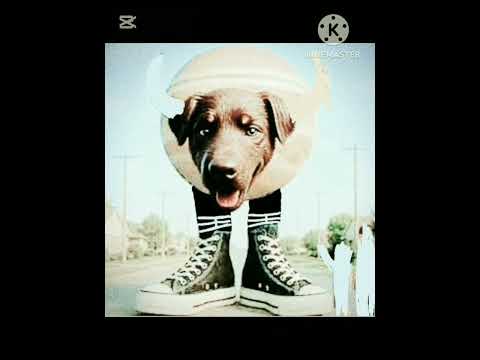 Perrini guppeterini (mi primer brainrot xd) #humor #brainrot