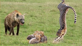 OMG! Mother Cheetah Used All Her Strength To Fight Hyena To Protect Her Child But Could Not