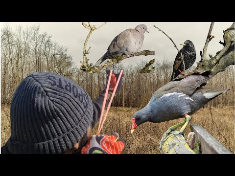 Slingshot/Catapult Hunting Wild Birds in Jungle❗️