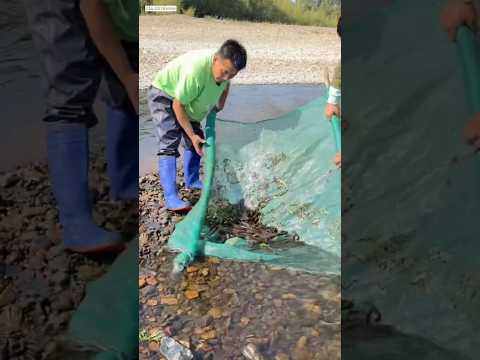 anh anh em đói quá lấy màn ra sông bắt cá và cái kết  #fishing#short #giaitri