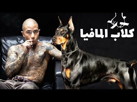 أكثر سلالات الكلاب التي تفضلها عصابات المافيا