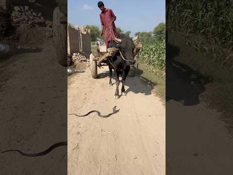 Saanp bail ke neeche Aa gaya yar