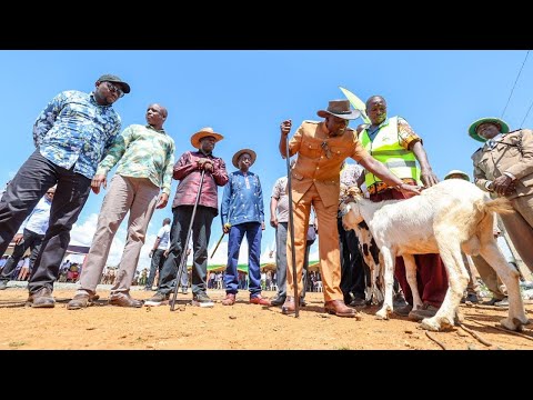 LIVE! PRESIDENT RUTO LEADING GOAT AUCTION AT KIMALEL, BARINGO! BUYS FOR CHRISTMAS!