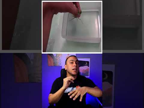 أسوأ نهاية للسرعوف