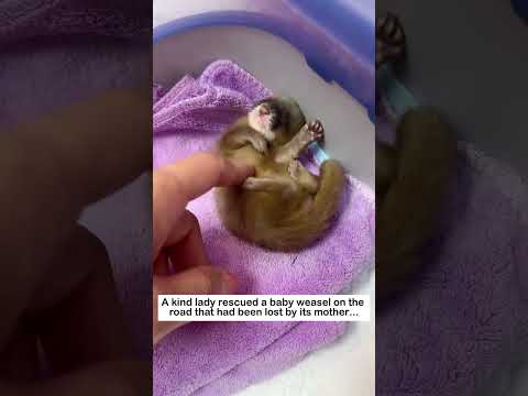 Rescuing a weasel pup #wildliferescue #animals #lovestory #pets #cute #rescue #weasel #love
