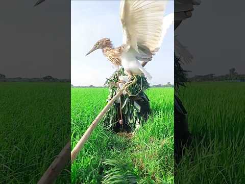 কিভাবে বক শিকার করে