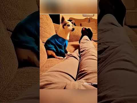 Dogs VS Farts Compilation Pt 2 #funnyvideos #funny #trynottolaught #cat #dog #memes #meme