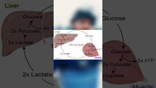 What is Blood Lactate ?