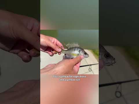Mississippi state university fishing challenge video thumbnail