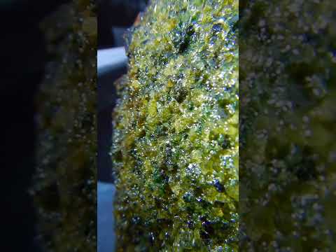 Largest Olivine Nest I Have Ever Seen!