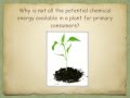 Ecosystem Dynamics and Energy Flow