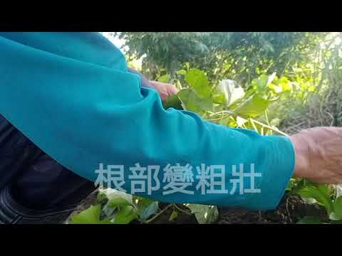 ~種植到採收重要過程~百分百種出棵棵大大優質地瓜~ - YouTube(4:32)