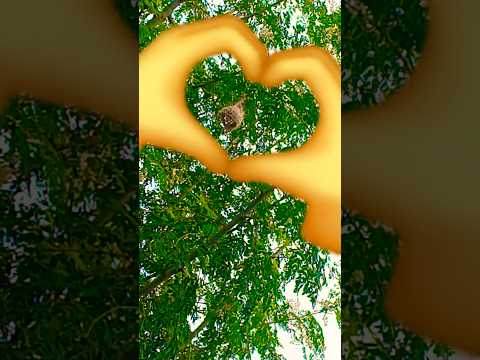 Nest🫶 #birds #viralvideo #viralshorts #shorts #shortsvideo #reels #trending #gardening #nature #phal