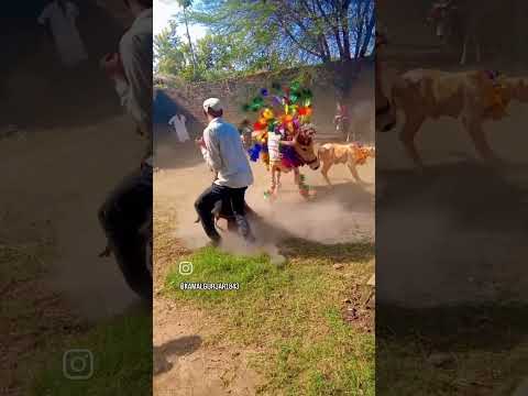 #17गोतकि18मुतभोलारामनिमली #cow #gaumata #गौमाता #automobile #ramnaamsejagmaghai